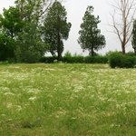 100 Kala Jeera IMPERIAL BLACK CUMIN Spice Plant Bunium Persicum Herb Seeds