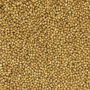 Coriander Seed Whole