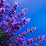 Lavender Flower Super Blue