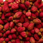 Red Rose Buds & Petals