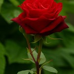 Rose Oil (Fragrance Oil)